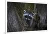 A young raccoon sits in a maple tree in suburban Seattle, Washington.-Art Wolfe-Framed Photographic Print