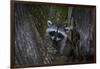 A young raccoon sits in a maple tree in suburban Seattle, Washington.-Art Wolfe-Framed Photographic Print