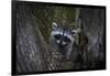 A young raccoon sits in a maple tree in suburban Seattle, Washington.-Art Wolfe-Framed Photographic Print