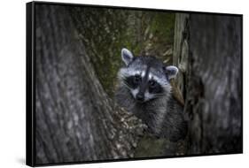 A young raccoon sits in a maple tree in suburban Seattle, Washington.-Art Wolfe-Framed Stretched Canvas