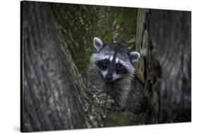 A young raccoon sits in a maple tree in suburban Seattle, Washington.-Art Wolfe-Stretched Canvas