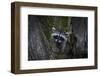 A young raccoon sits in a maple tree in suburban Seattle, Washington.-Art Wolfe-Framed Photographic Print