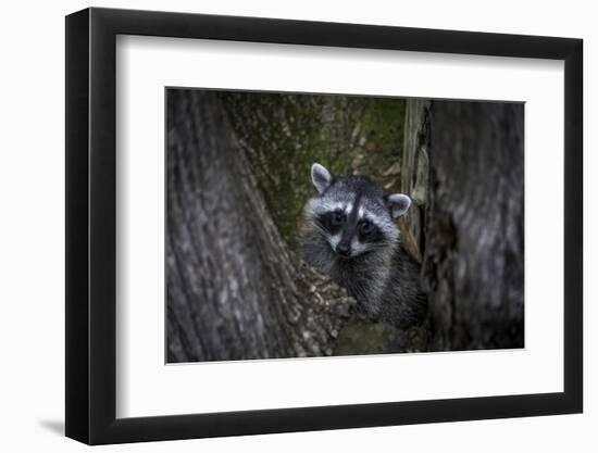 A young raccoon sits in a maple tree in suburban Seattle, Washington.-Art Wolfe-Framed Photographic Print