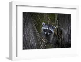 A young raccoon sits in a maple tree in suburban Seattle, Washington.-Art Wolfe-Framed Photographic Print