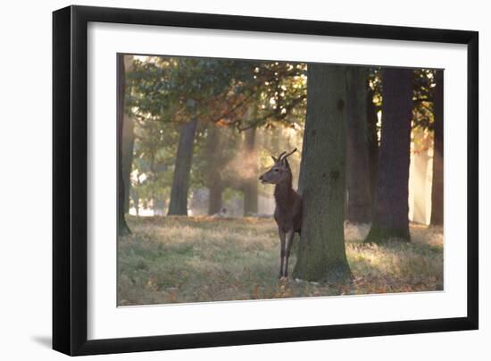 A Young Red Deer Stag, Cervus Elaphus, Stands by a Tree in Morning Mist in Richmond Park-Alex Saberi-Framed Photographic Print