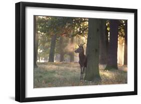 A Young Red Deer Stag, Cervus Elaphus, Stands by a Tree in Morning Mist in Richmond Park-Alex Saberi-Framed Photographic Print