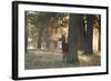 A Young Red Deer Stag, Cervus Elaphus, Stands by a Tree in Morning Mist in Richmond Park-Alex Saberi-Framed Photographic Print