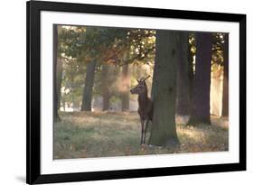 A Young Red Deer Stag, Cervus Elaphus, Stands by a Tree in Morning Mist in Richmond Park-Alex Saberi-Framed Photographic Print