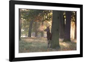 A Young Red Deer Stag, Cervus Elaphus, Stands by a Tree in Morning Mist in Richmond Park-Alex Saberi-Framed Photographic Print