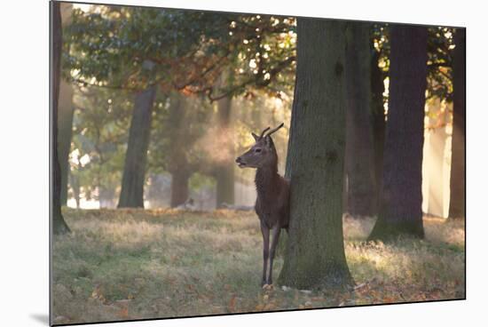 A Young Red Deer Stag, Cervus Elaphus, Stands by a Tree in Morning Mist in Richmond Park-Alex Saberi-Mounted Photographic Print