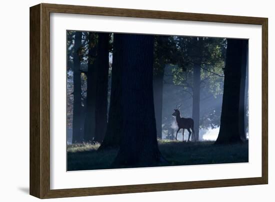 A Young Red Deer Stag Stands in a Forest in Morning Mist in Richmond Park-Alex Saberi-Framed Photographic Print