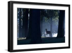 A Young Red Deer Stag Stands in a Forest in Morning Mist in Richmond Park-Alex Saberi-Framed Photographic Print