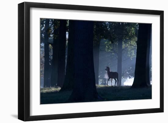 A Young Red Deer Stag Stands in a Forest in Morning Mist in Richmond Park-Alex Saberi-Framed Photographic Print