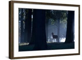 A Young Red Deer Stag Stands in a Forest in Morning Mist in Richmond Park-Alex Saberi-Framed Photographic Print