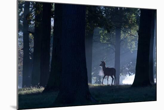 A Young Red Deer Stag Stands in a Forest in Morning Mist in Richmond Park-Alex Saberi-Mounted Photographic Print