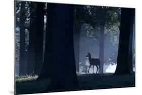 A Young Red Deer Stag Stands in a Forest in Morning Mist in Richmond Park-Alex Saberi-Mounted Photographic Print