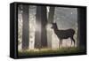 A Young Red Deer Stag Stands in a Forest in Morning Mist in Richmond Park-Alex Saberi-Framed Stretched Canvas