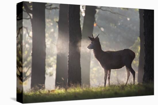 A Young Red Deer Stag Stands in a Forest in Morning Mist in Richmond Park-Alex Saberi-Stretched Canvas
