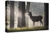 A Young Red Deer Stag Stands in a Forest in Morning Mist in Richmond Park-Alex Saberi-Stretched Canvas