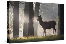 A Young Red Deer Stag Stands in a Forest in Morning Mist in Richmond Park-Alex Saberi-Stretched Canvas