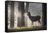 A Young Red Deer Stag Stands in a Forest in Morning Mist in Richmond Park-Alex Saberi-Framed Stretched Canvas