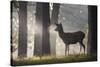 A Young Red Deer Stag Stands in a Forest in Morning Mist in Richmond Park-Alex Saberi-Stretched Canvas