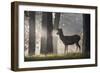 A Young Red Deer Stag Stands in a Forest in Morning Mist in Richmond Park-Alex Saberi-Framed Photographic Print