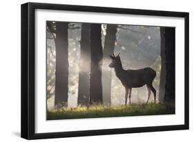 A Young Red Deer Stag Stands in a Forest in Morning Mist in Richmond Park-Alex Saberi-Framed Photographic Print