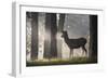 A Young Red Deer Stag Stands in a Forest in Morning Mist in Richmond Park-Alex Saberi-Framed Photographic Print