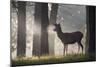 A Young Red Deer Stag Stands in a Forest in Morning Mist in Richmond Park-Alex Saberi-Mounted Photographic Print