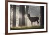 A Young Red Deer Stag Stands in a Forest in Morning Mist in Richmond Park-Alex Saberi-Framed Photographic Print