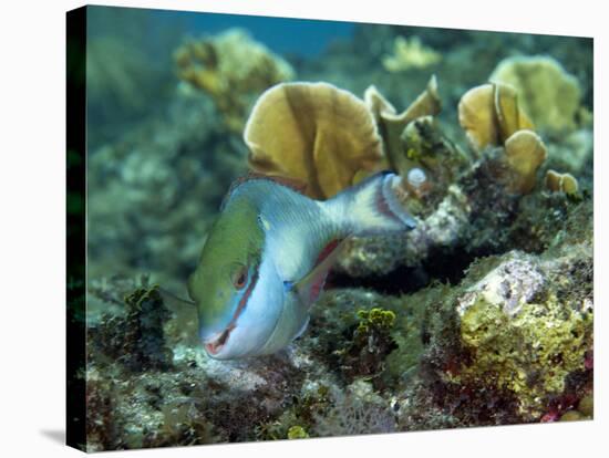 A Young Redband Parrotfish, Key Largo, Florida-Stocktrek Images-Stretched Canvas