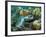 A Young Redband Parrotfish, Key Largo, Florida-Stocktrek Images-Framed Photographic Print