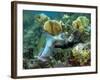 A Young Redband Parrotfish, Key Largo, Florida-Stocktrek Images-Framed Photographic Print