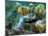 A Young Redband Parrotfish, Key Largo, Florida-Stocktrek Images-Mounted Photographic Print