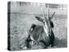 A Young Sable Antelope Sitting at London Zoo, C.1912-Frederick William Bond-Stretched Canvas