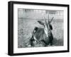 A Young Sable Antelope Sitting at London Zoo, C.1912-Frederick William Bond-Framed Photographic Print