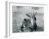 A Young Sable Antelope Sitting at London Zoo, C.1912-Frederick William Bond-Framed Photographic Print