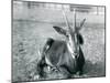 A Young Sable Antelope Sitting at London Zoo, C.1912-Frederick William Bond-Mounted Photographic Print