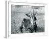 A Young Sable Antelope Sitting at London Zoo, C.1912-Frederick William Bond-Framed Photographic Print