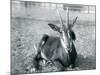 A Young Sable Antelope Sitting at London Zoo, C.1912-Frederick William Bond-Mounted Photographic Print