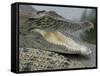 A Young Saltwater Crocodile-null-Framed Stretched Canvas