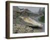 A Young Saltwater Crocodile-null-Framed Premium Photographic Print