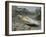 A Young Saltwater Crocodile-null-Framed Premium Photographic Print