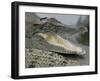 A Young Saltwater Crocodile-null-Framed Premium Photographic Print