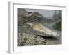 A Young Saltwater Crocodile-null-Framed Premium Photographic Print