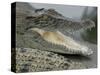 A Young Saltwater Crocodile-null-Stretched Canvas