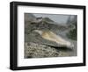A Young Saltwater Crocodile-null-Framed Photographic Print