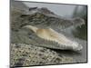 A Young Saltwater Crocodile-null-Mounted Photographic Print
