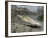 A Young Saltwater Crocodile-null-Framed Photographic Print